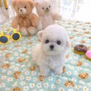 강아지분양 꽃강아지 중랑점 이미지