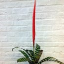 아나나스 이미지