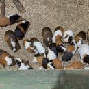 강릉아기동물농장 이미지