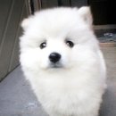 이쁜강아지 이미지