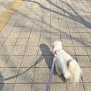 전기차충전소_위미3리사무소 | 걷기 좋은 중랑의 길 추천! 반려견과 함께 힐링 산책, 용마폭포공원 걷기와 반려견 쉼터 방문 후기