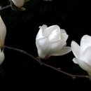 목련1차 이미지