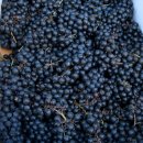 머루랑다래랑 이미지