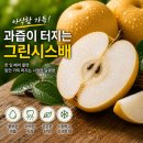배숙유통 | 그린시스배, 요즘 찾는 사람이 늘어나는 이유는 무엇일까?