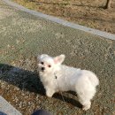 체리쉬독 이미지