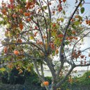 요호르기스테이 이미지