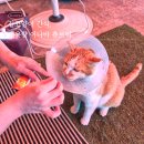 상자 안 고양이 | 고양이 간식 추천 코스트코 대용량 이나바 츄르비 내돈내산 후기