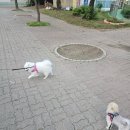 뽀송하랑 이미지