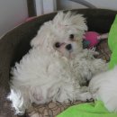 유이애견샵 이미지