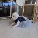 멍이댕이 이미지