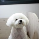 비비펫미용 이미지