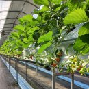 치악산농장 이미지