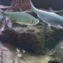 대전아쿠아리움 이미지