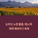 2025 태백 해바라기 축제 완벽 가이드: 꽃구경부터 체험까지!(백두대간)