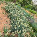 [13]코리아둘레길 2차 해파랑길 20코스, 강구항~영덕해맞이공원(18.9km)- 2025.5.15. 이미지