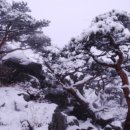 목화밭
