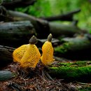 숲속의요정 이미지