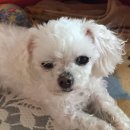 똥강아지 이미지