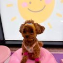 놀러오개 애견유치원 애견호텔 수원세류점 이미지