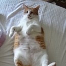 돼지마루 이미지