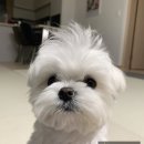 더키움 동물병원 이미지