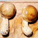 가정식 요리 | 송화언니 송화버섯 요리 제대로 달라지는 가정식반찬 후기