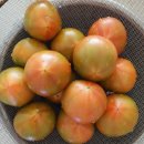 경민농장 | 경민농장 짭짤이 토마토 3S 후기