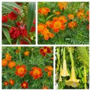 10월21일(화)10시30분,연신내역3출(안)불광시인의길-향림숲길(치유의숲)(매식) 이미지