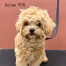 털빨샵 이미지