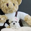 야옹아 멍멍해봐 계림점 이미지