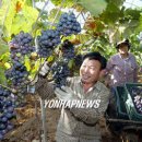 김영춘농장 이미지