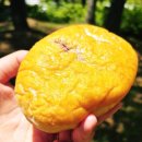 내돈내산 파리바게뜨 신상 후기 : 쇼콜라부터 황치즈까지