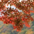 창원목요산악회특별산행좌석신청 제 62차백양산단풍축제기간 단풍산행 이미지