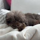 에버펫동물병원 이미지