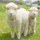 골든목장 이미지