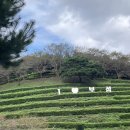 보성녹차닷컴 이미지