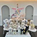 댕스히얼 이미지