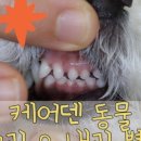 케어덴 동물치과&내과병원 이미지