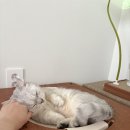 개나리펫