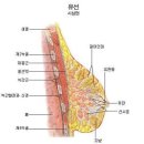 골격5 _ 흉곽 이미지