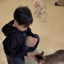 고양이 행복구역 이미지