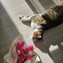 엘지맥반석사우나 | 꽃 향기 나는 2026년 설 연휴 및 2월 셋째주 일기