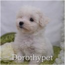 모량농장 | 송촌동강아지분양 갈수록 더 사랑스러워지는 중