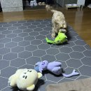 신가네 한우   돈 | 안녕! 반갑다? 2026 ⭐️🪽