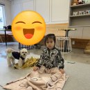 플레이멍 | 노원구 강아지 카페 멍플레이 - 귀여운 강아지들의 공간🐶