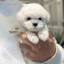 마리켄넬 | 부평애견샵 마리켄넬 소개해요