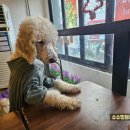 이리오시개 이미지