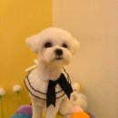 미용하는 강아지 살롱 이미지