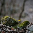 원일초등학교 이미지