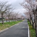 벨몽드 | 왕인벚꽃축제와 함께한 완벽한 힐링, 전남 영암 가족 독채펜션 벨몽드 방문 후기